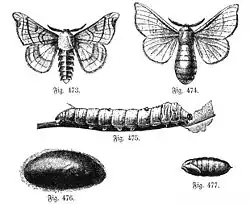 Fig. 473. Mâle. - Fig. 474. Femelle. - Fig. 475. Chenille. Fig. 476. Cocon. - Fig. 477. Chrysalide