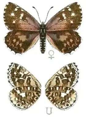 Description de l'image SeitzGrossschmett13Plate73, Tarucus thespis.jpg.