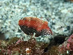 Macropharyngodon negrosensis