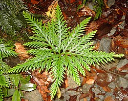 Selaginella flabellata (Lycopodiophyta).