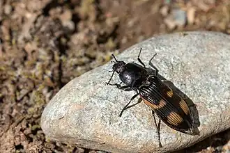 Selatosomus suckleyi.