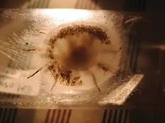 Description de l'image Selenops arikok.jpg.