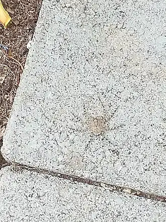 Description de l'image Selenops curazao.jpg.