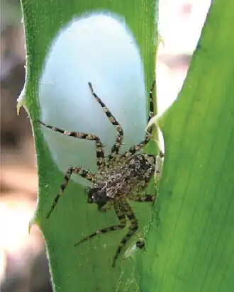 Description de l'image Selenops geraldinae.jpg.