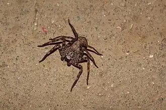 Description de l'image Selenops nigromaculatus.jpg.