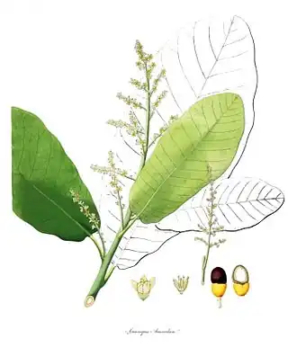 Description de l'image Semecarpus anacardium.jpg.