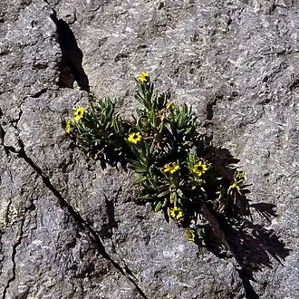 Description de l'image Senecio keniophytum.jpg.