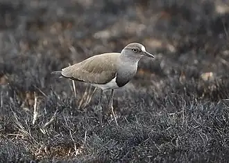 Photographie d'un oiseau au plumage brun, debout sur un sol végétal brûlé.