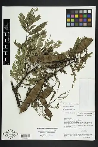 Description de l'image Senegalia hayesii NY 0101098625.jpg.