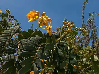 Description de l'image Senna candolleana.jpg.