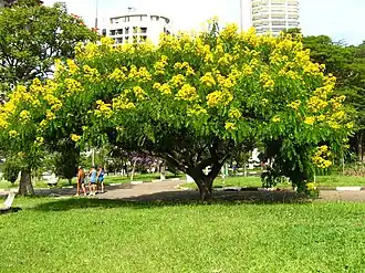 Description de l'image Senna spectabilis 1.jpg.