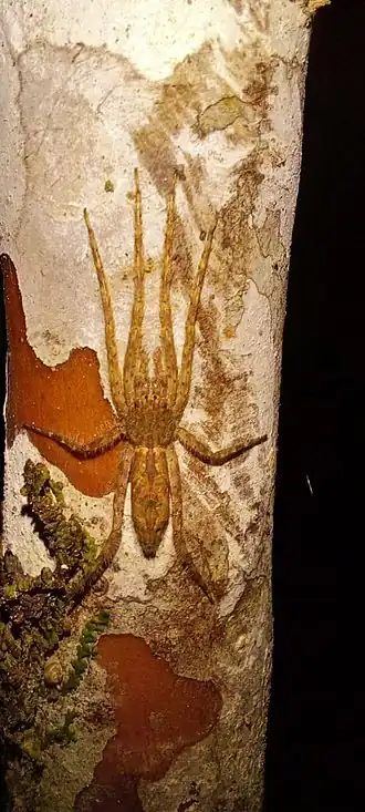 Description de l'image Senoculus spider from family Senoculidae.jpg.