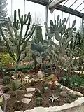 Des cactus dans les serres tropicales.