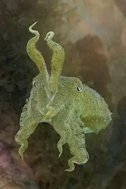 Seiche commune dans le parc naturel de l'Arrábida, Portugal. Septembre 2021.