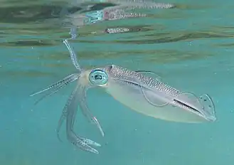 Sepioteuthis lessoniana.