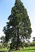 Séquoia géant (Sequoiadendron giganteum).