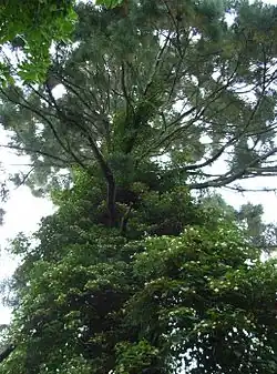 A l'assaut d'un séquoia