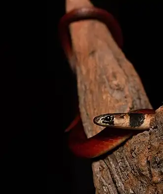 Description de l'image Serpente Tantilla boipiranga.jpg.