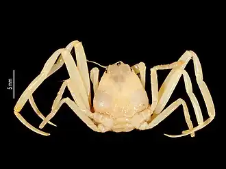 Description de l'image Serpenthusa brucei (MNHN-IU-2014-7618) 002.jpeg.