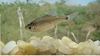 Description de l'image Serrapinnus piaba.jpg.