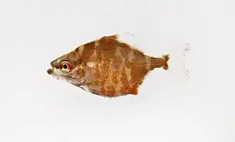 Myleus sp. (juvenile)