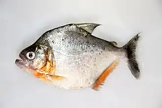 Serrasalmus sp.