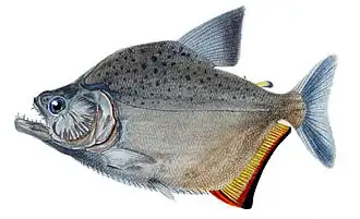 Description de l'image Serrasalmus marginatus.jpg.