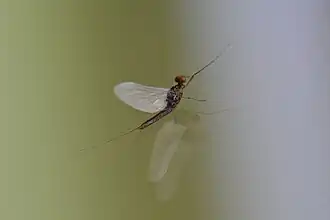 Description de l'image Serratella ignita (Castille 15).JPG.