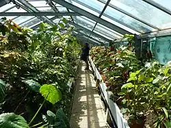 La serre chaude des bégonias en 2012.