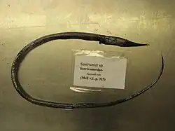 Serrivomer sp., un Serrivomeridae