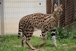 Serval saisi