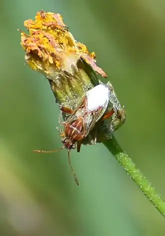 Description de l'image Servian - Stictopleurus pictus 01.jpg.