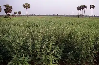Champ de sésame au Bengale-Occidental en avril 2002.