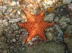 Spécimen à 6 bras (rare).