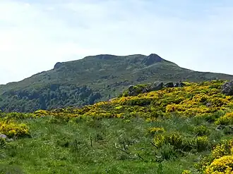 Vue du sommet depuis Peyre Gary lors de la floraison des genêts.