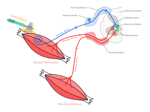 Schéma résumant le réflexe muotatique