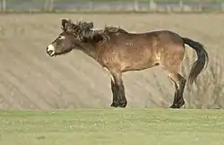 Poney marron et noir, vu de profil.