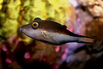 Description de l'image Sharpnose puffer canthigaster rostrata.jpg.