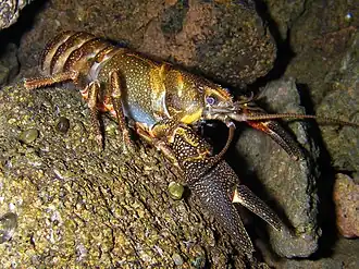 Pacifastacus fortis, une écrevisse de la famille des Astacidae