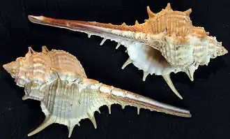 Haustellum tricornis