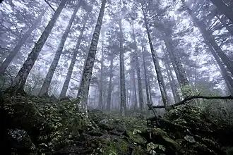 Forêt primaire