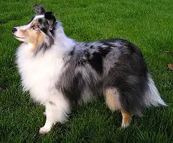Un Berger des Shetland bleu merle.
