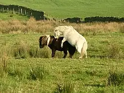 Des poneys des Shetland.