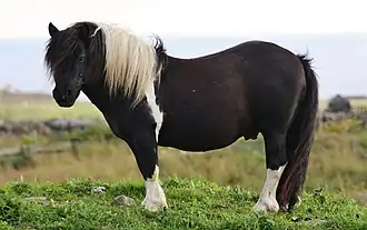 Poney Shetland de robe pie, sur les îles Shetland.