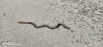 Description de l'image Shield tail snake.jpg.