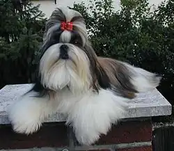Shih tzu.