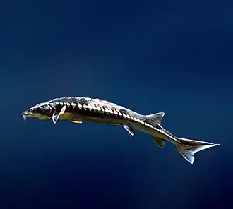 Acipenser nudiventris