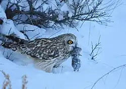 Un Hibou des marais dans la neige portant un rongeur mort dans son bec, sa proie.