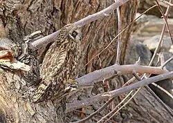 Un Hibou des marais regardant vers la droite, devant un arbre dont l’écorce rappelle le plumage du hibou.