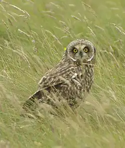 Hibou des marais(Asio flammeus)